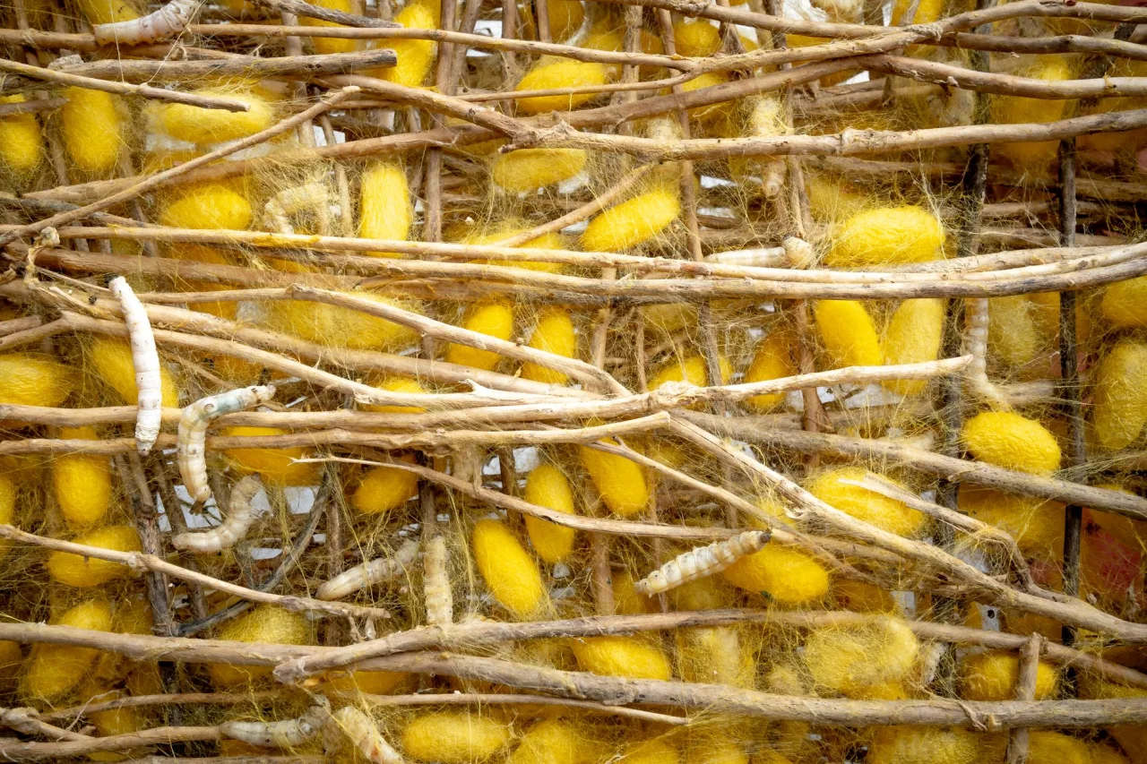 What Is Raw Silk? A Full Guide